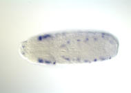 CG14253-cm