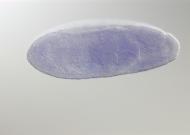 GH01265