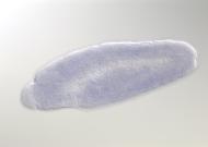 GH01278