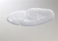 GH01592