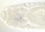RH04549