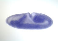 RH16335