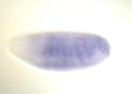 RH18694-cm