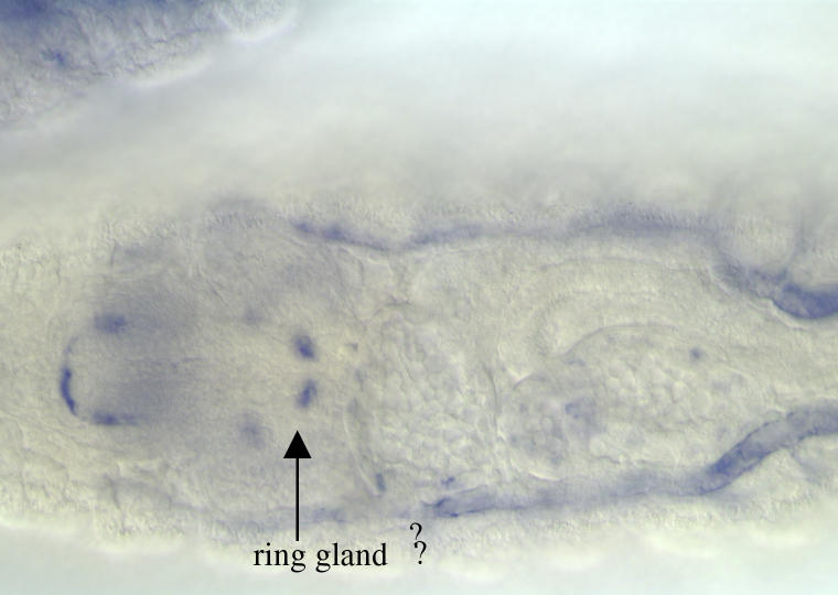 RH26041-cm