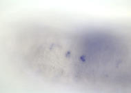 CG17725-cm