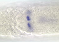 RE46159-cm