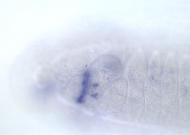 CG17549-cm