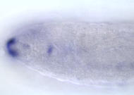 CG17549-cm