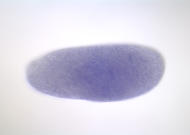 GH23780-dg