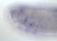 GH13040-dg
