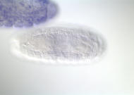 GH13824-dg