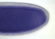 GH14278-dg