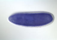 GH14278-dg