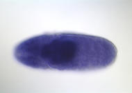 GH01077-dg