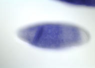 GH03013-dg