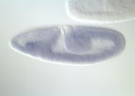 CG4475-cm