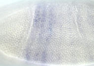 GH12815-dg
