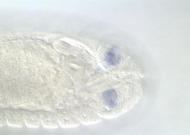 GH25466-dg