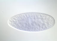GH25868-dg