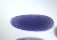 GM01838-dg