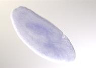 GH03514