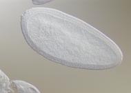 GH09573