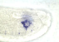 RH07321-cm