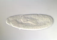 RH14937-cm