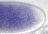LD05592-dg