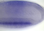 LD08529-dg