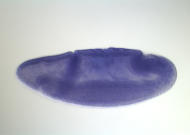 LD09689-cm