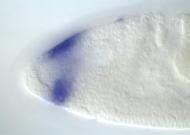 LD05472-dg