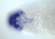 LD05472-cm