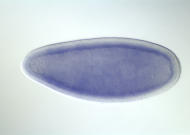 LD07994-dg