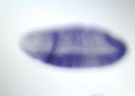 GH23271-dg