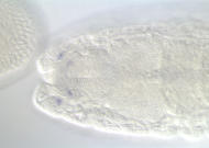 GH22170-nc