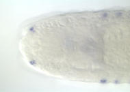GH23546-dg