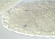 GH23743-dg