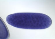 GH26270-dg