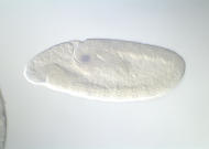 GH27042-dg
