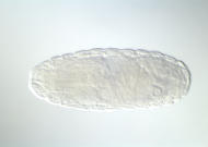GH28523-dg