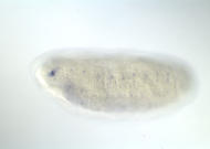 GH28577-dg
