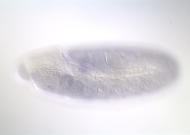 GH09153-dg