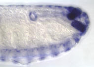 GH09510-dg