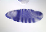 GH10871-dg
