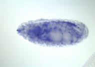 GH13729-dg