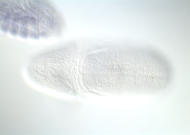 GH16214-dg