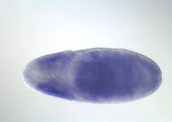 GH16240-dg