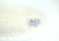 LD26657-dg