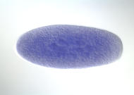 LD29458-dg